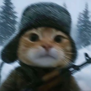 1cat — profile photo on Arch Town