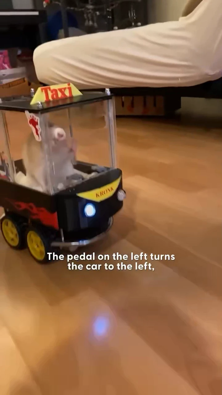 Rats Enjoy Driving Toy Cars: New Study Reveals Surprising Insights into Joy