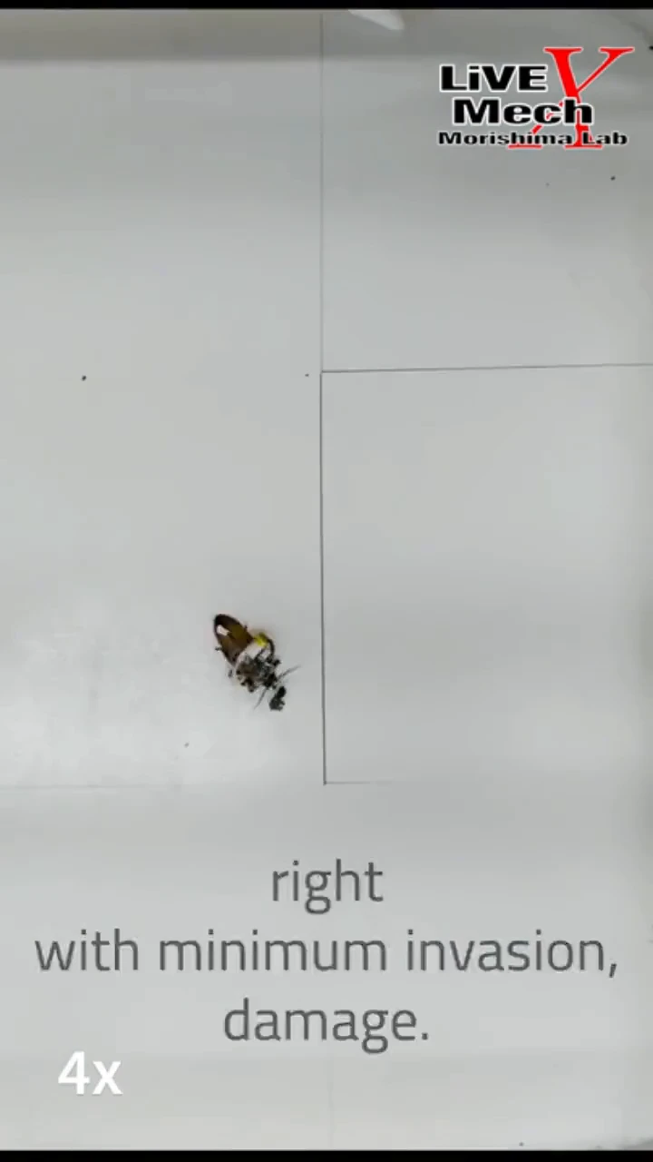 Japanese have created light-controlled cyber cockroaches