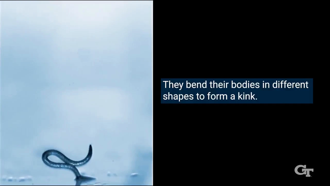 Georgian engineers have created a soft robot capable of jumping 3 meters