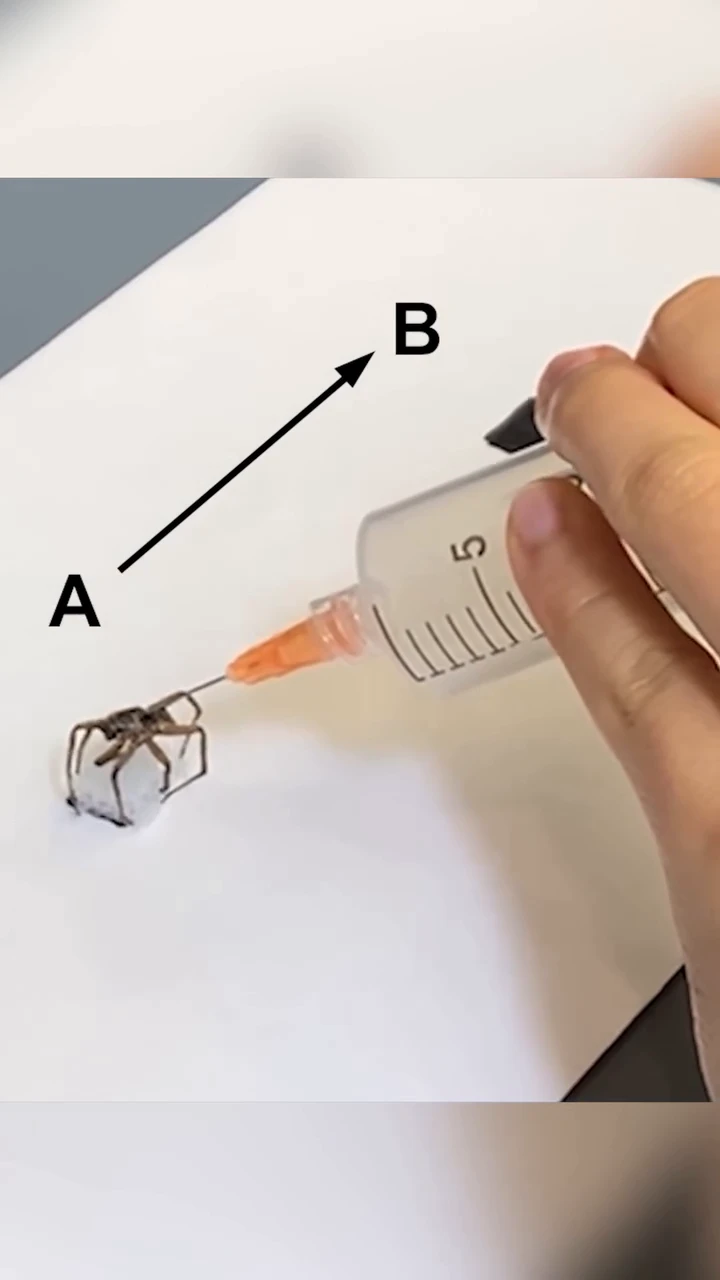 Using dead spiders as quasi-cyborgs to pick things up