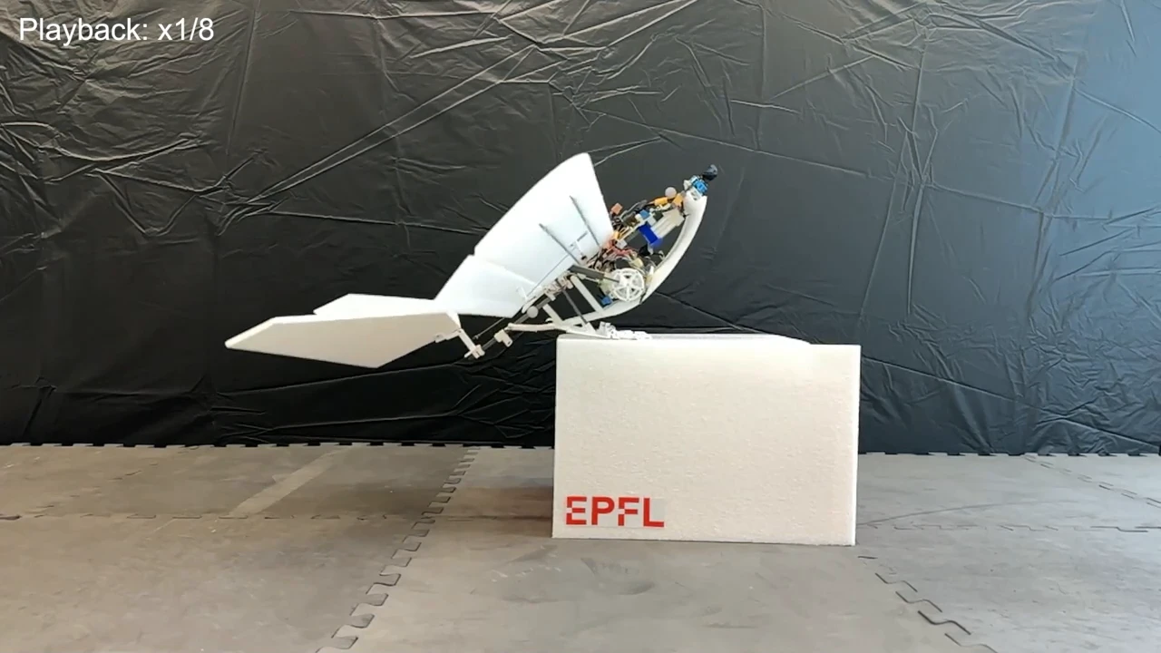 Scientists have created a prototype robotic chicken that takes off more efficiently than drones