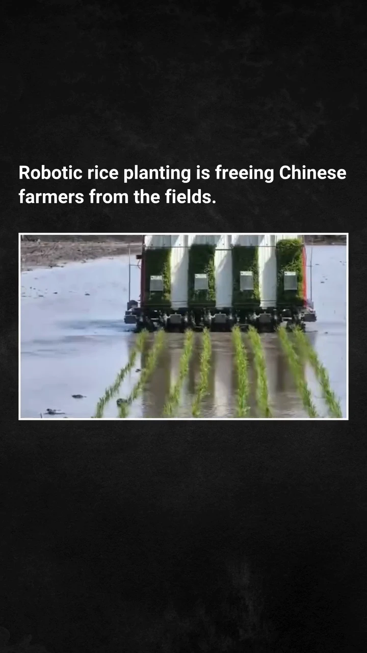 Robotic rice planting is freeing Chinese farmers from the fields