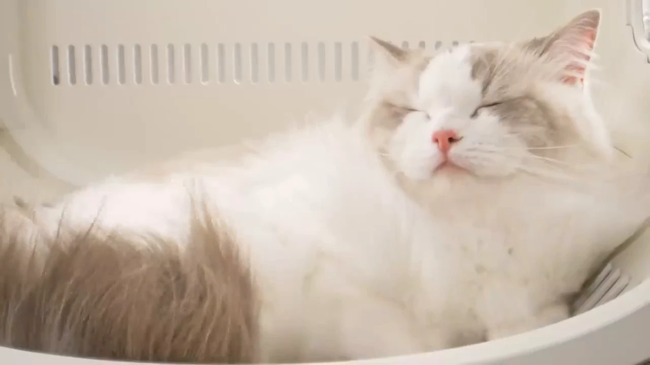 New pet dryer PetSnowy SMILE promises post-bathing comfort
