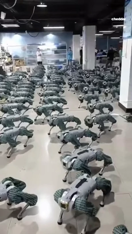Mass testing of robot dogs in a Unitree factory