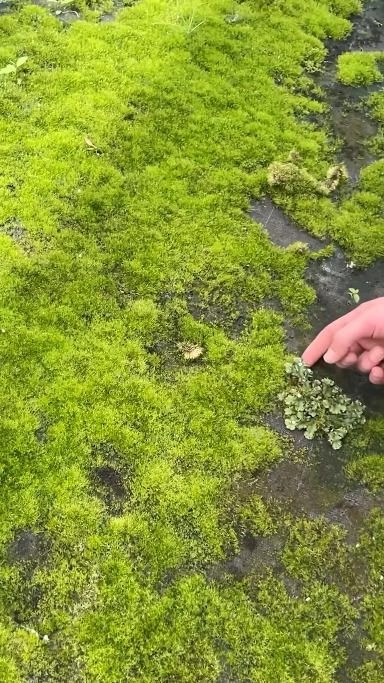 What is moss growing concrete?