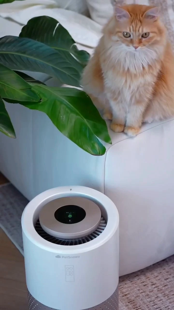 Petsnowy promises a fur-free, fresh home for pet lovers