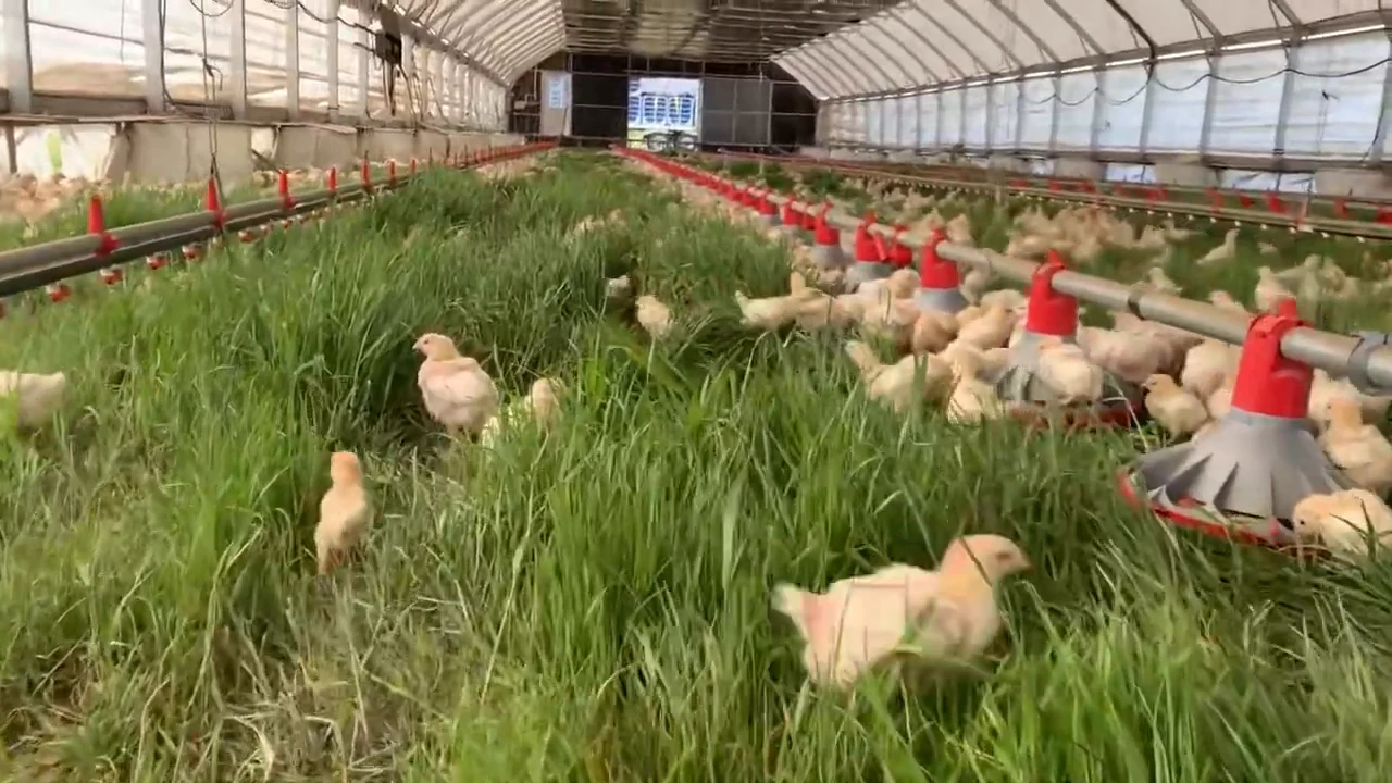 American farmers' innovation: solar-powered mobile robotic chicken coop