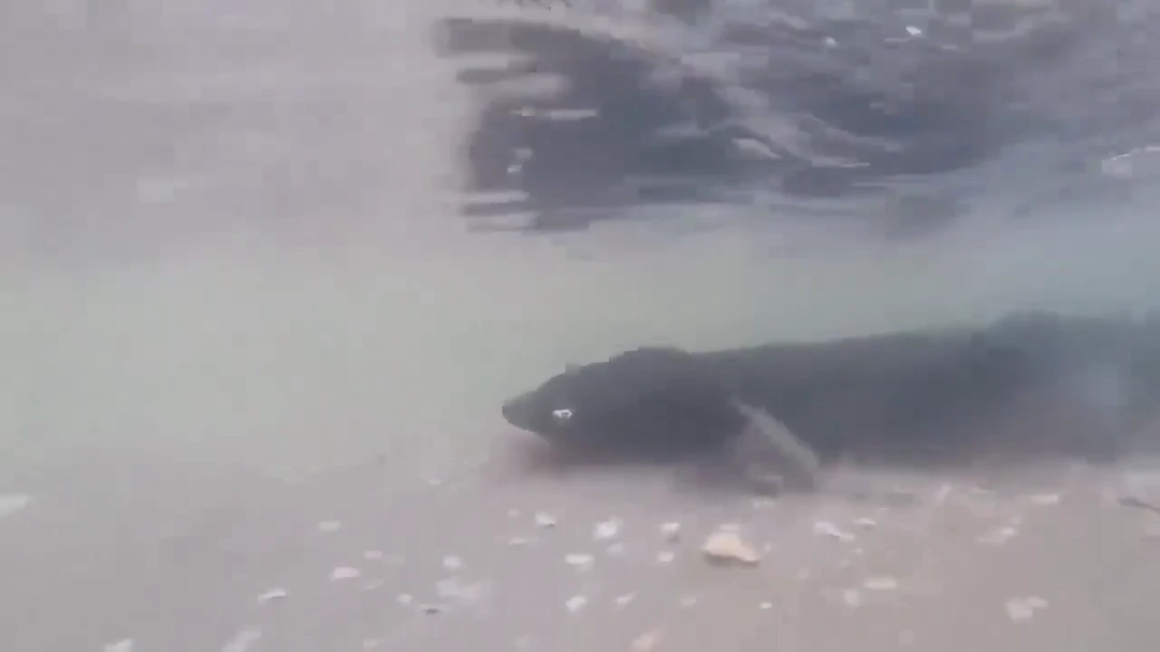 Meet C-Ray, the robot that moves like a sea creature superstar!