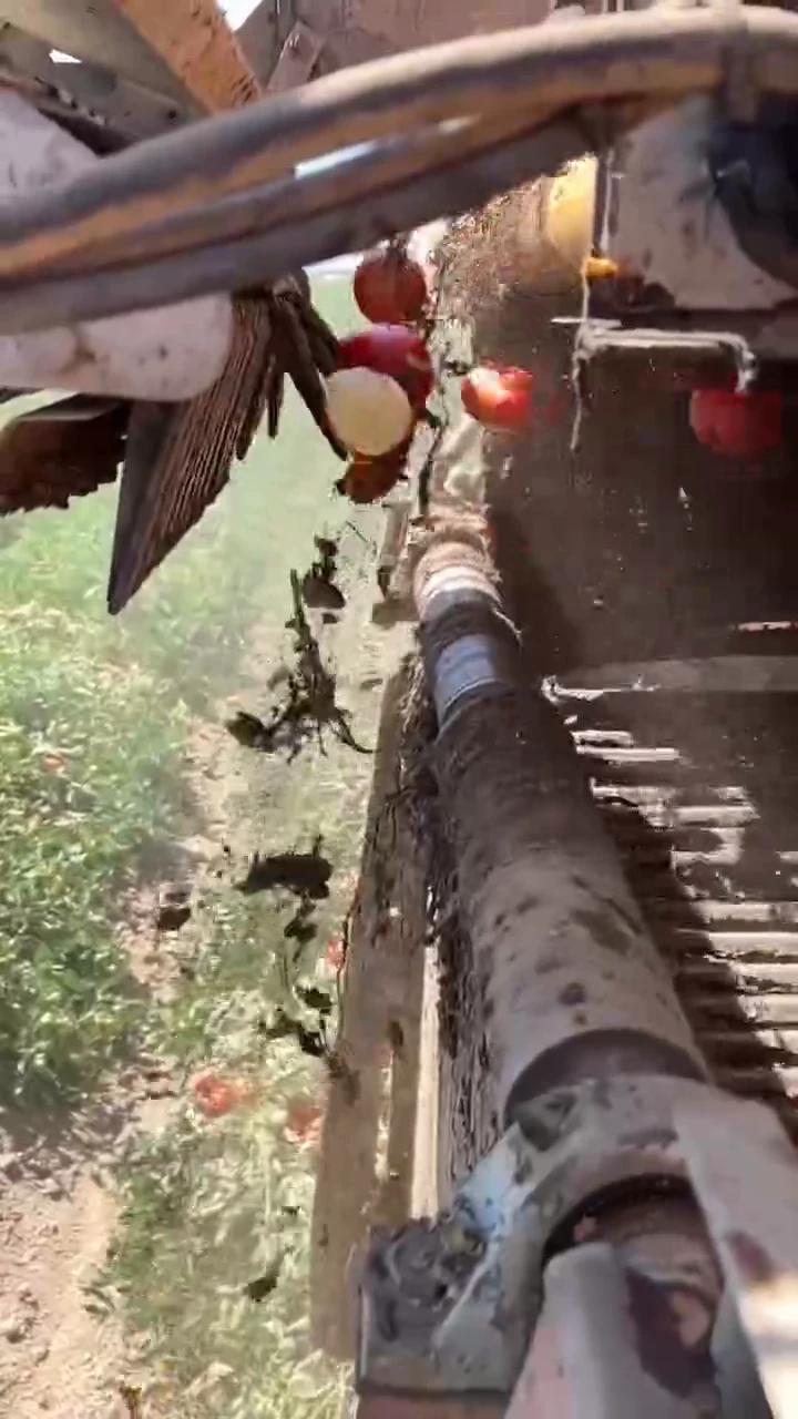 High-Tech Robot Rolls Through Fields, Picking and Sorting Tomatoes Automatically