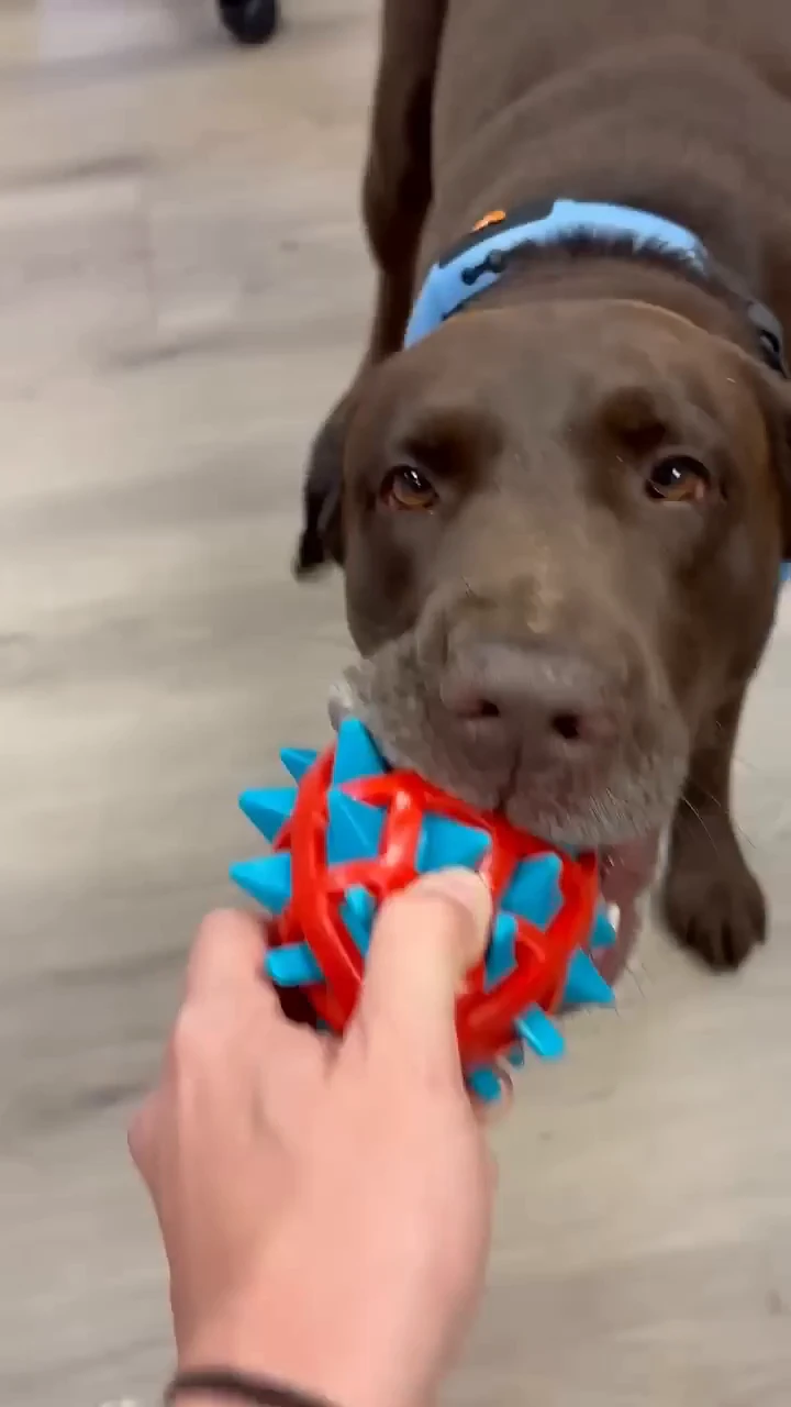 Texas startups have created a collar that lets dogs talk