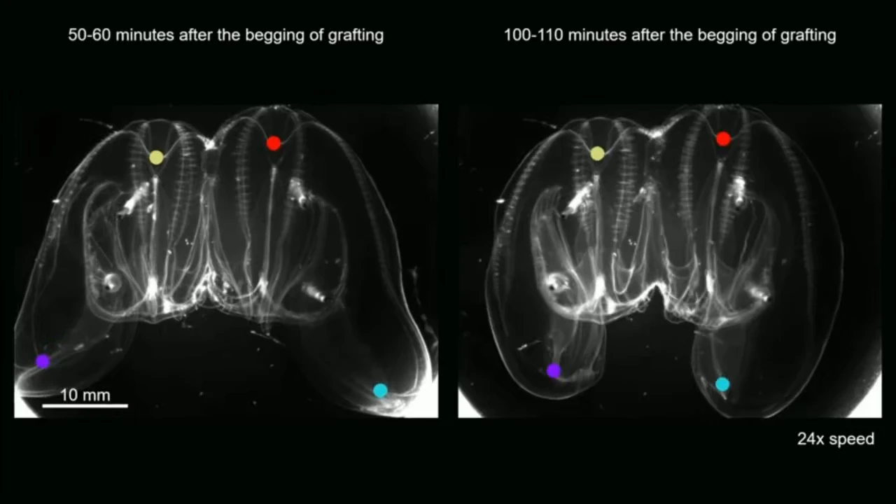 Biologists Discover Jellyfish That Fuse, Merging Nervous Systems