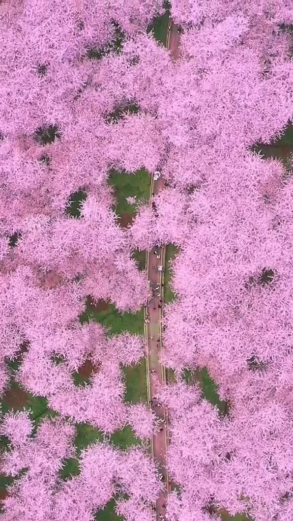 This is the largest sakura garden in the world