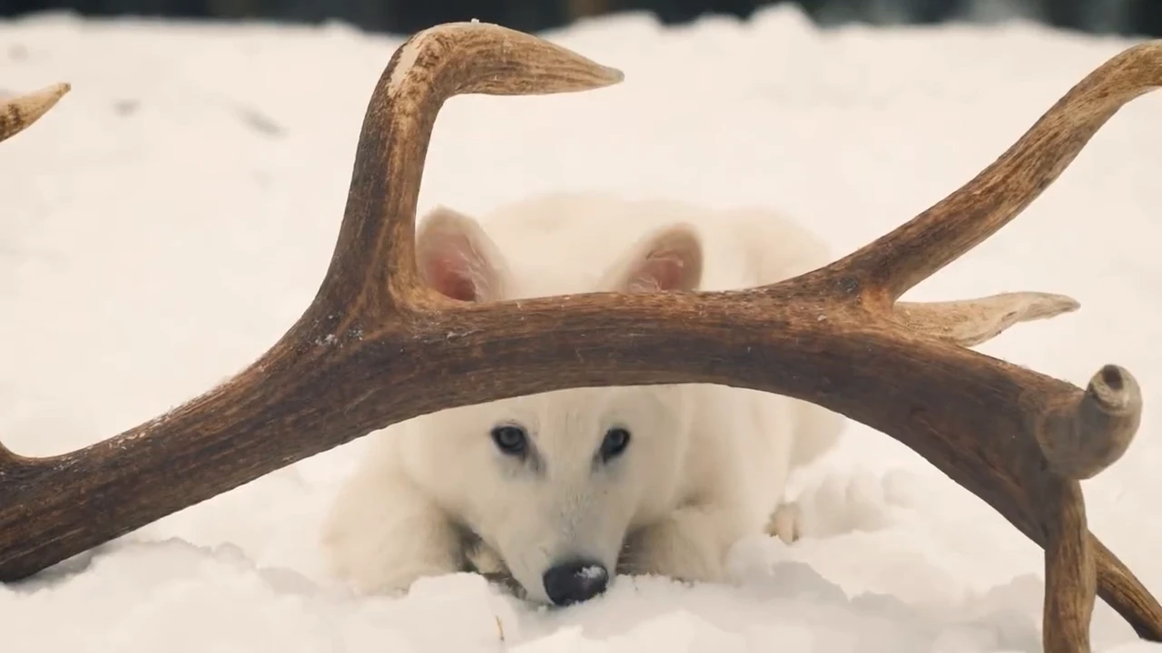 US startup Colossal has revived direwolves that became extinct more than 10,000 years ago