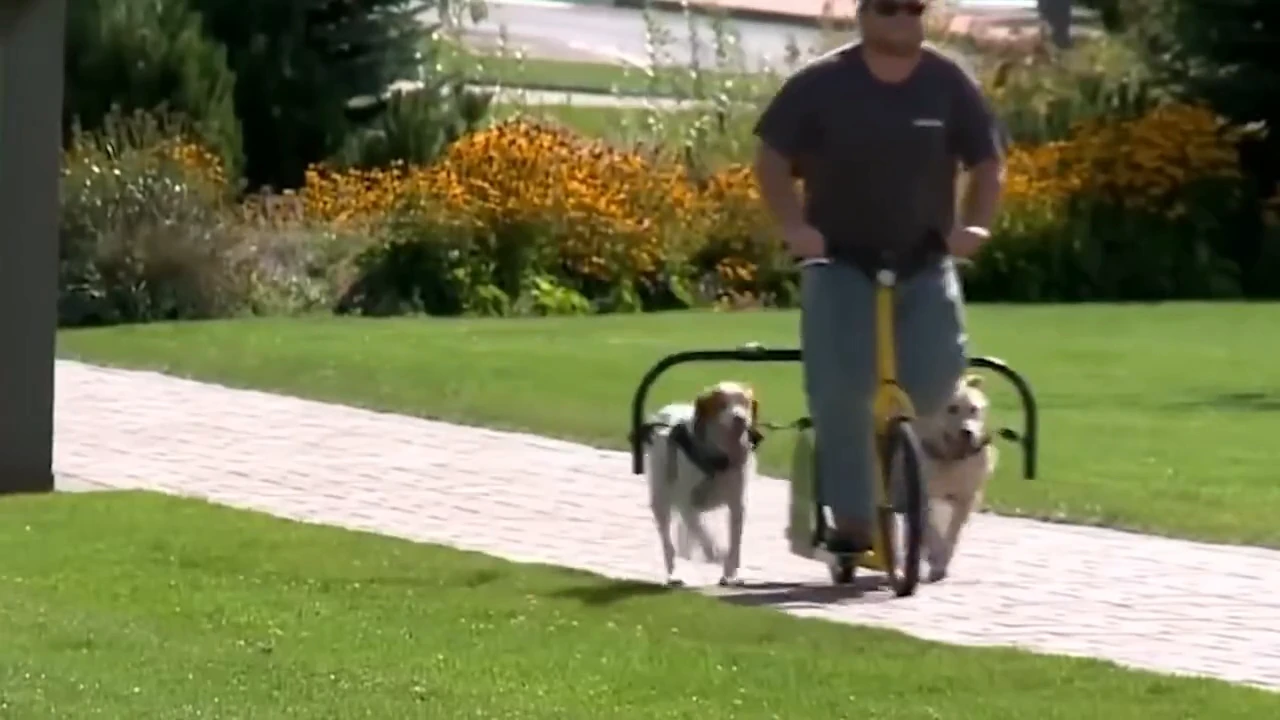 Dog walking device